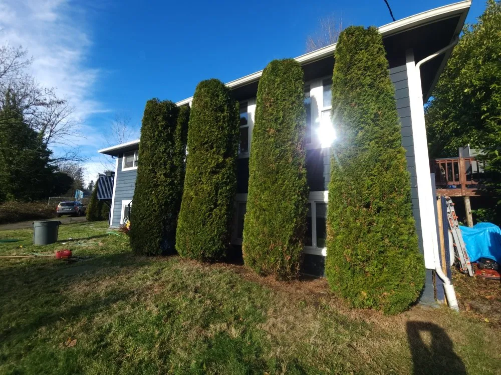 Professional residential landscaping for outdoor upgrades in Bellevue, WA by Jesus Landscaping & Construction