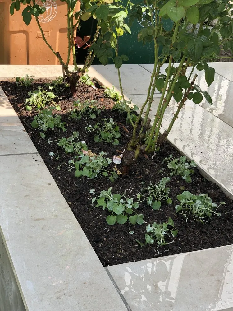 Professional landscape design experts serving Round Rock, TX - Jesus Landscaping