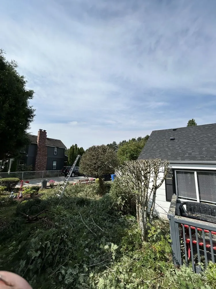 Reliable yard maintenance in Shelton, WA by Jesus Landscaping