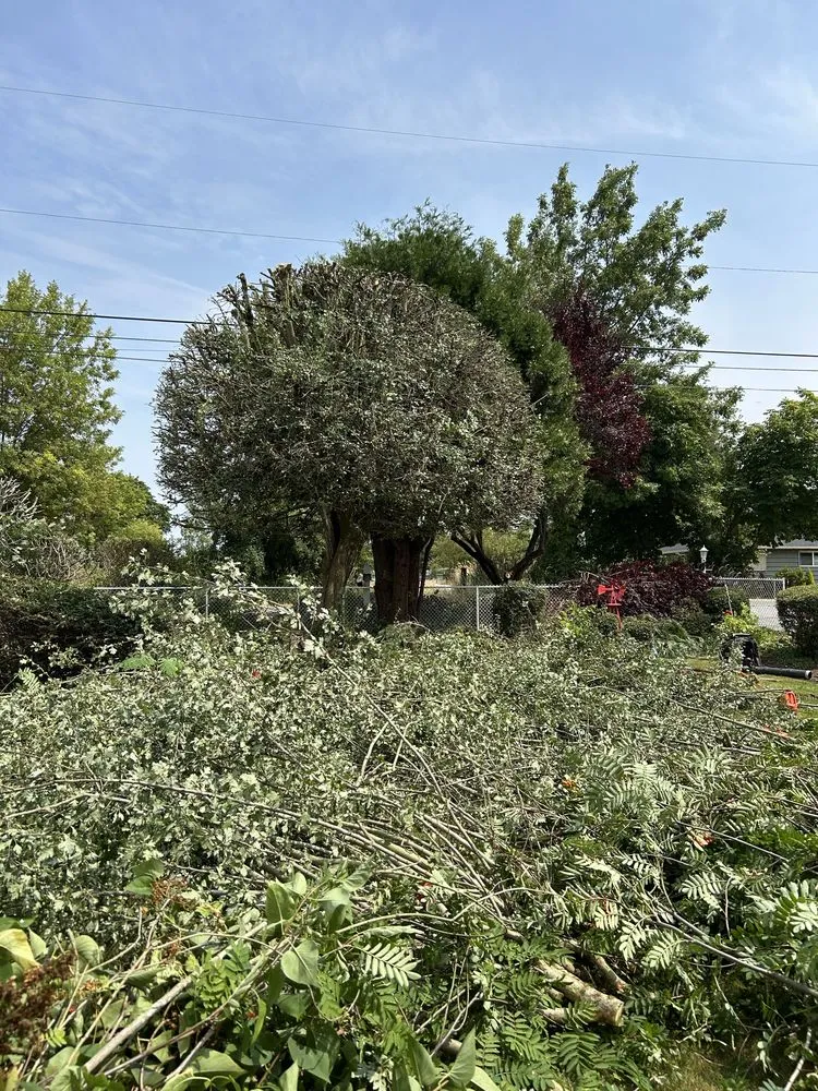 Affordable lawn mowing service for year-round maintenance in Shelton, WA by Jesus Landscaping