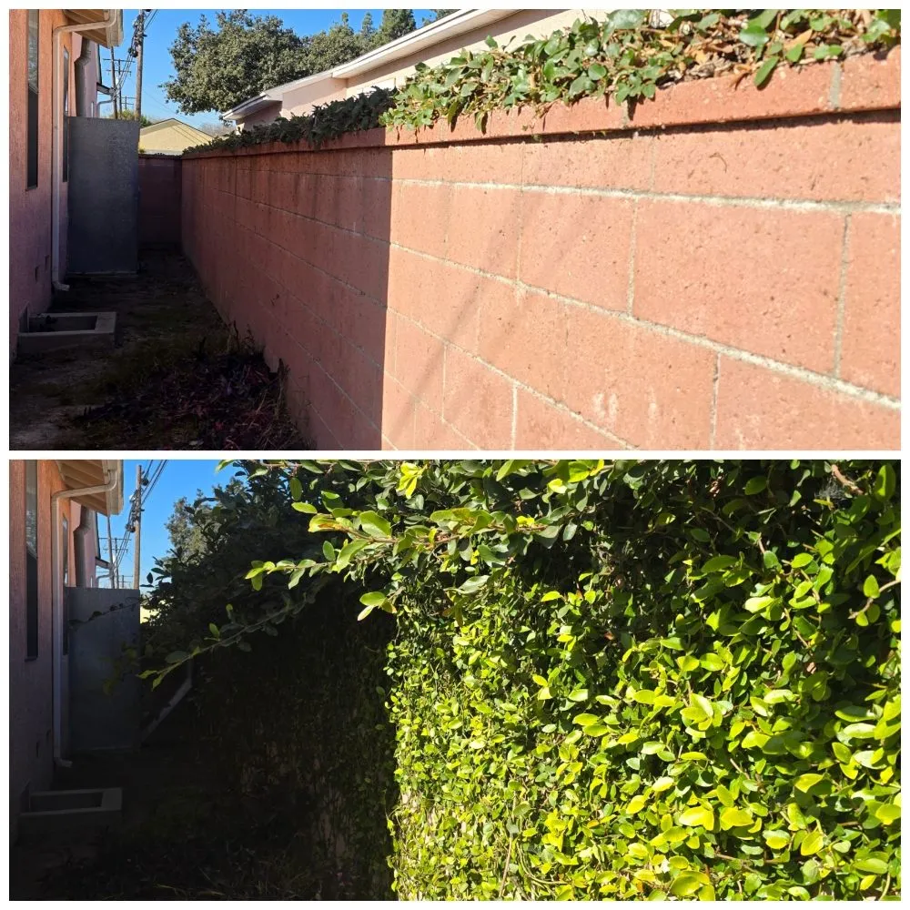 Affordable residential landscaping in Bellflower, CA - Jesus Lawn Maintenance