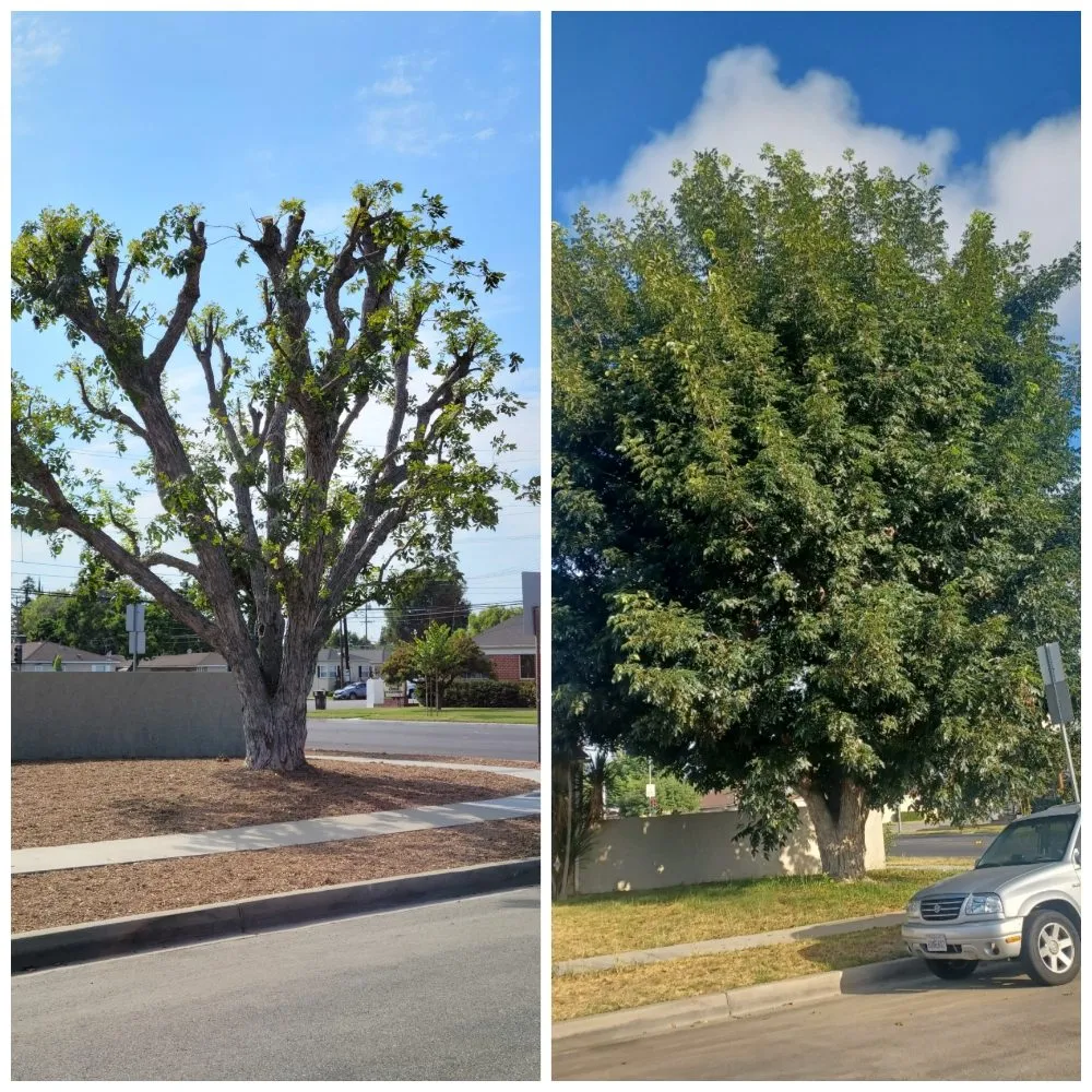 Reliable residential landscaping in Bellflower, CA - Jesus Lawn Maintenance