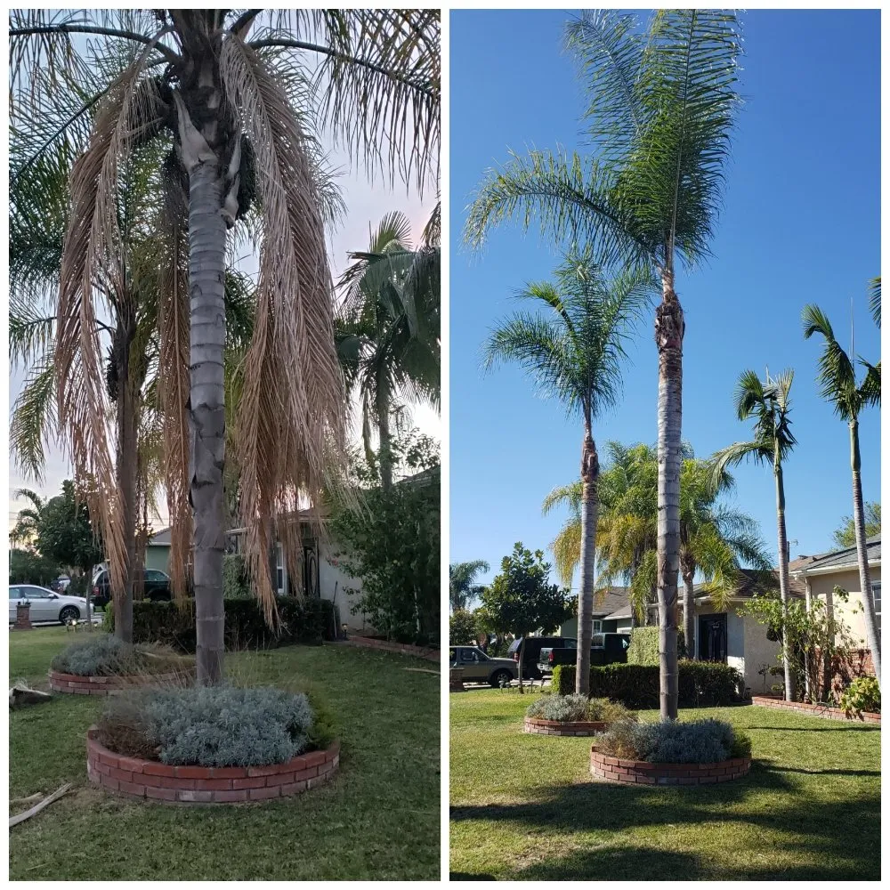 Reliable landscape design for residential properties in Bellflower, CA by Jesus Lawn Maintenance