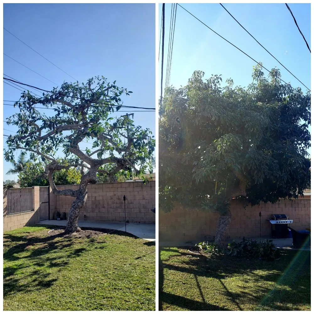 Affordable lawn mowing service experts serving Bellflower, CA - Jesus Lawn Maintenance