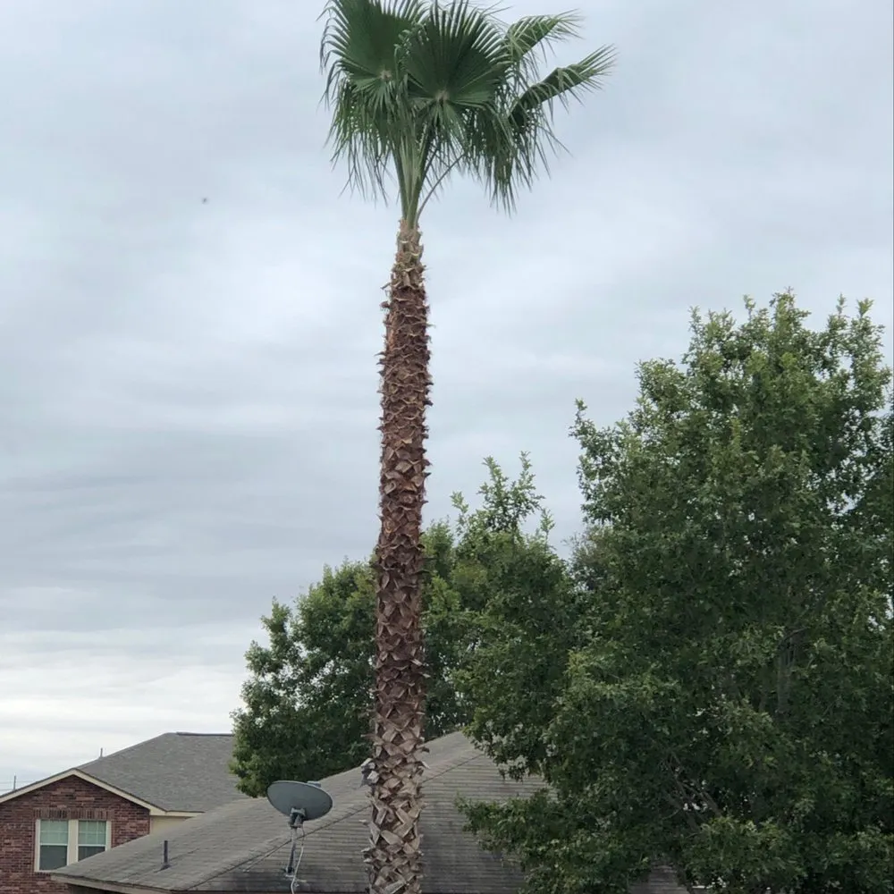 Professional landscape design for outdoor upgrades in San Antonio, TX by Jesus Luna Tree Service