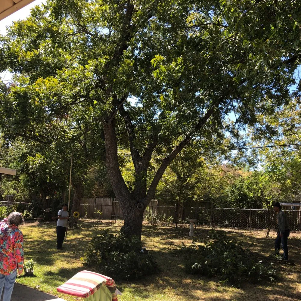 Local lawn care service in San Antonio, TX by Jesus Luna Tree Service