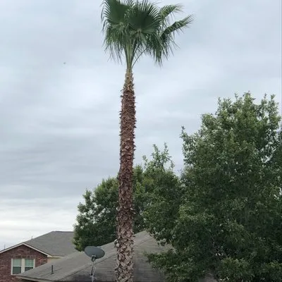 Jesus Luna Tree Service Logo