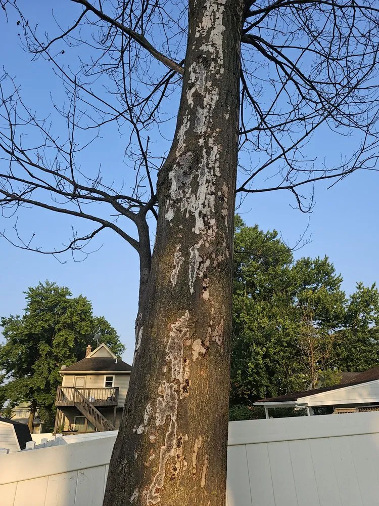 Local outdoor landscaping experts serving Kenilworth, NJ - Jesus Tree Expert