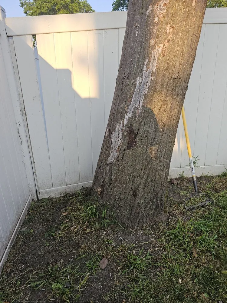 Expert lawn care service experts serving Kenilworth, NJ - Jesus Tree Expert