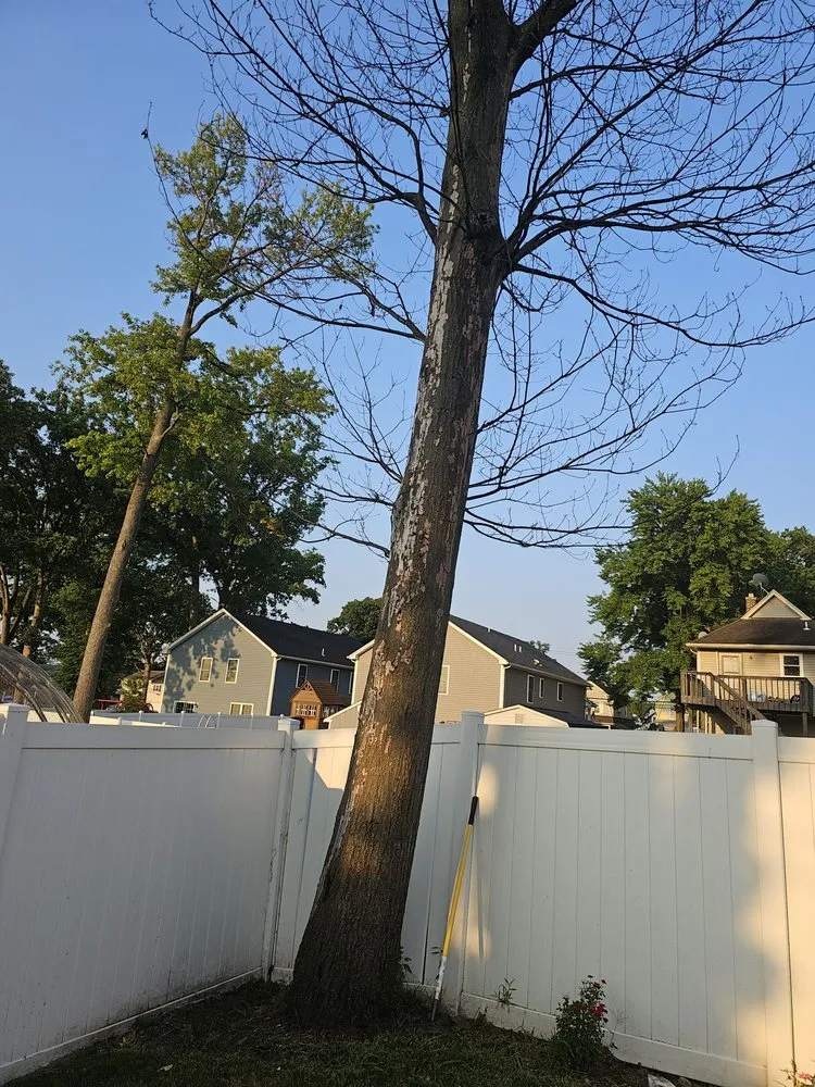 Affordable yard cleanup service experts serving Kenilworth, NJ - Jesus Tree Expert