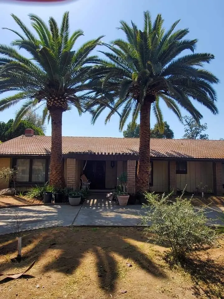 Professional landscaping services in Clovis, CA by Jet Tree Services