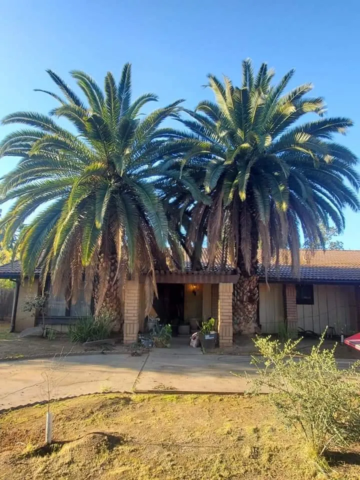 Affordable yard maintenance in Clovis, CA by Jet Tree Services