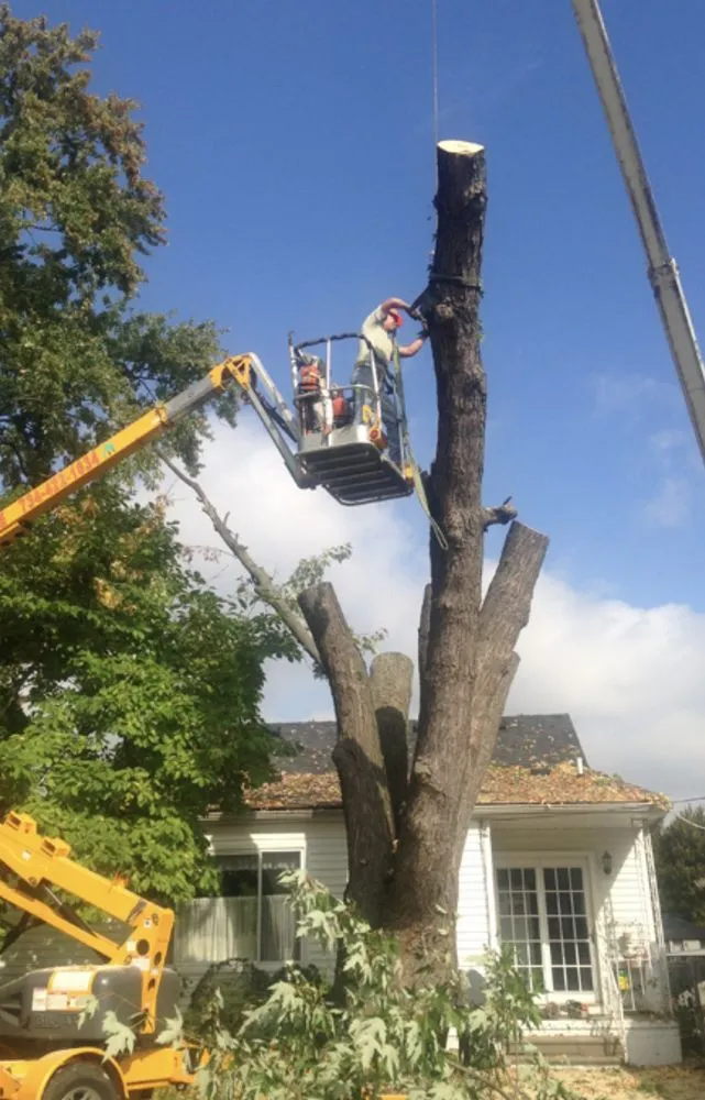 Top-rated residential landscaping in Sanford, FL - Jetha Evergreen Solutions