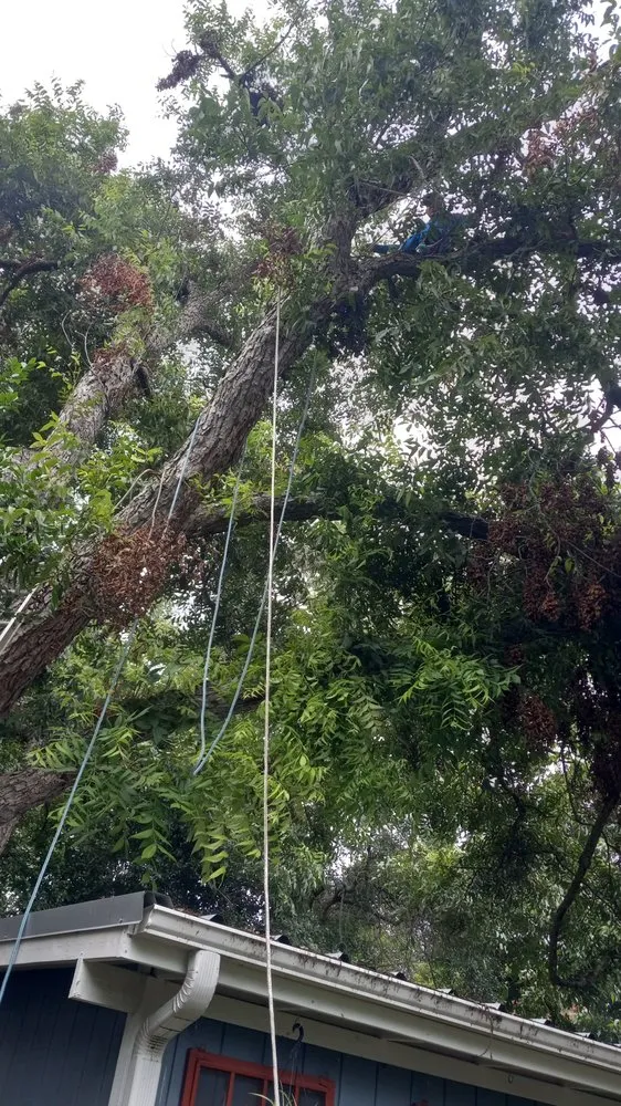 Custom yard cleanup service for year-round maintenance in Brenham, TX by Jewel Garden Tree Services and Landscaping