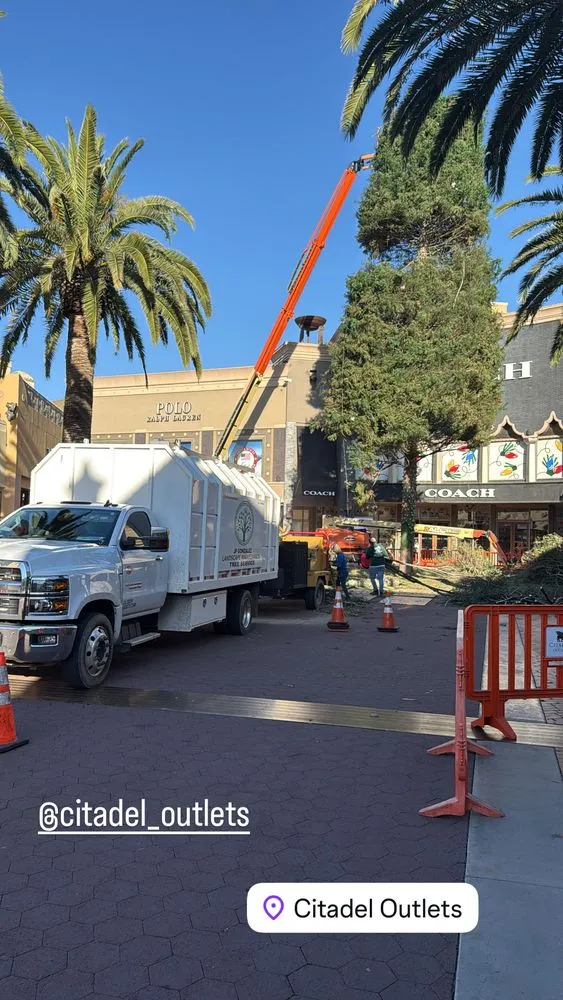 Reliable landscape design in Canoga Park, CA by JF Gonzalez Landscape Maintenance