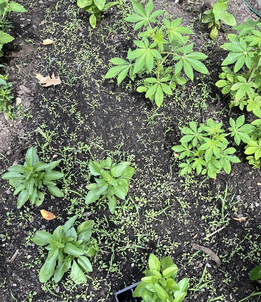 Affordable lawn care service in North Tonawanda, NY - J.F. Krantz Topsoil & Nursery