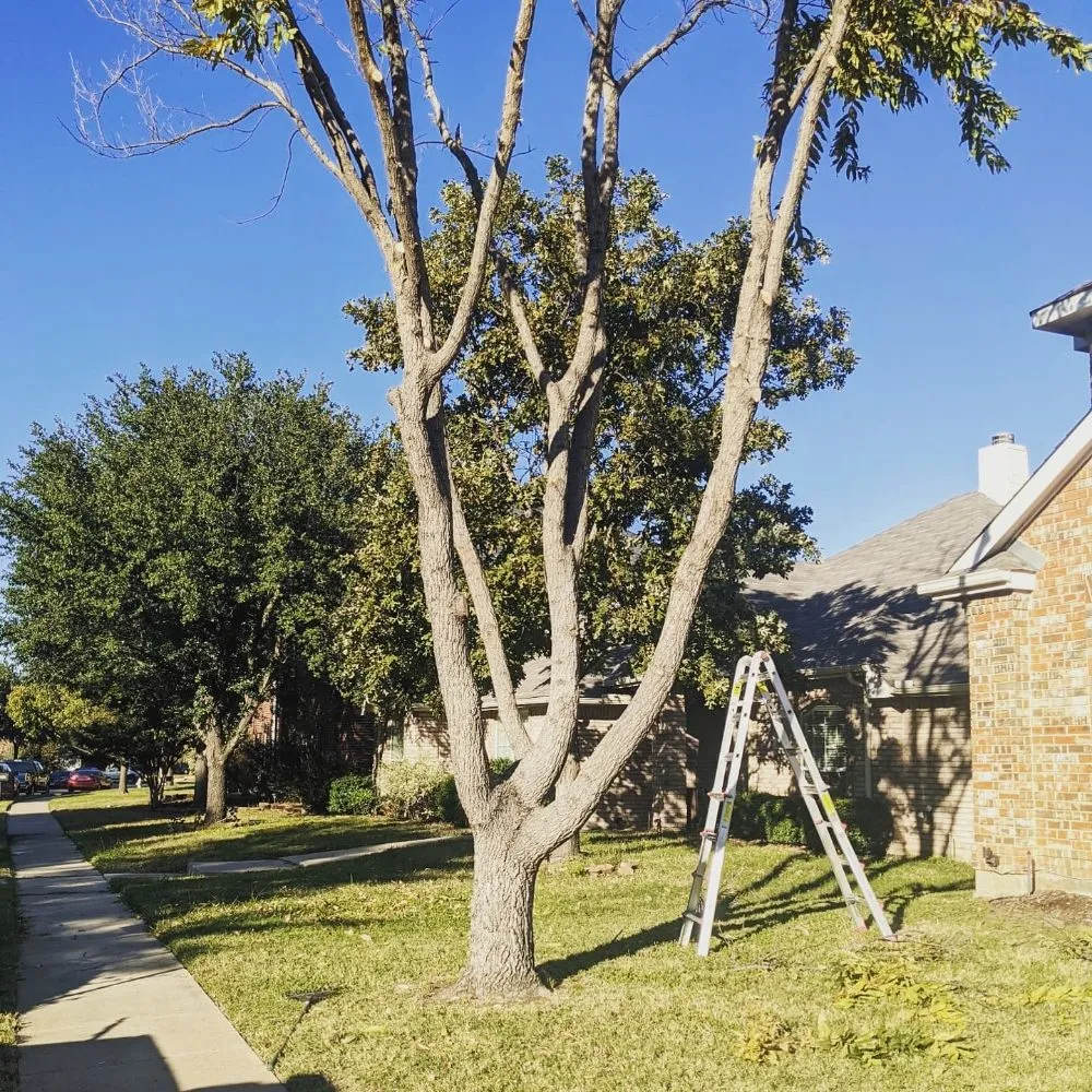 Top-rated landscape design in Sanger, TX - Jf Mendoza Landscape