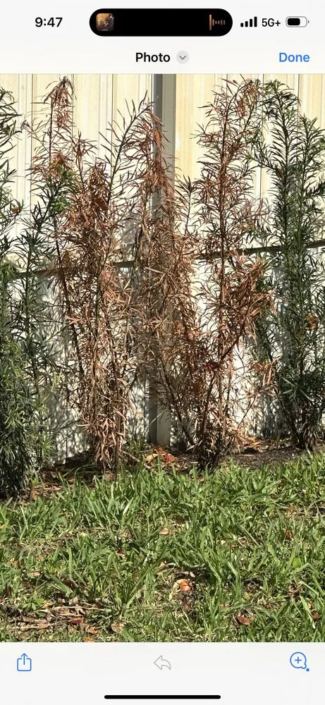 Affordable residential landscaping near you across Homestead, FL - Jf Nursery & Landscaping