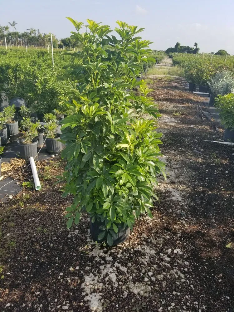 Local landscape design in Homestead, FL - Jf Nursery & Landscaping