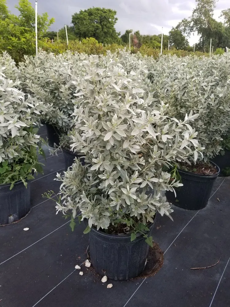 Professional residential landscaping in Homestead, FL - Jf Nursery & Landscaping