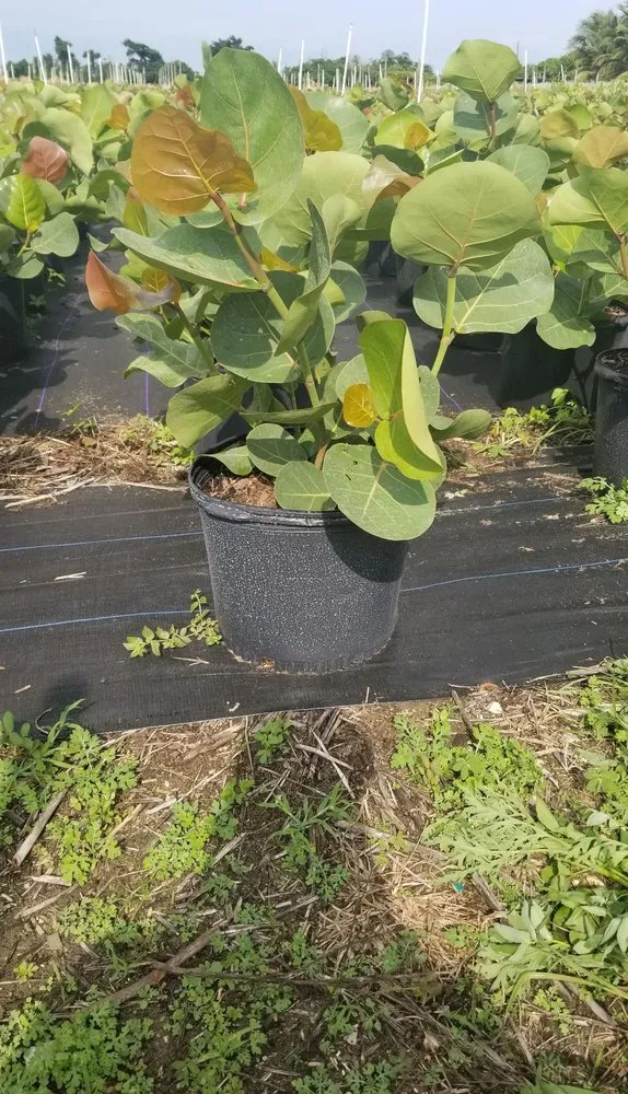 Trusted landscaping services in Homestead, FL - Jf Nursery & Landscaping