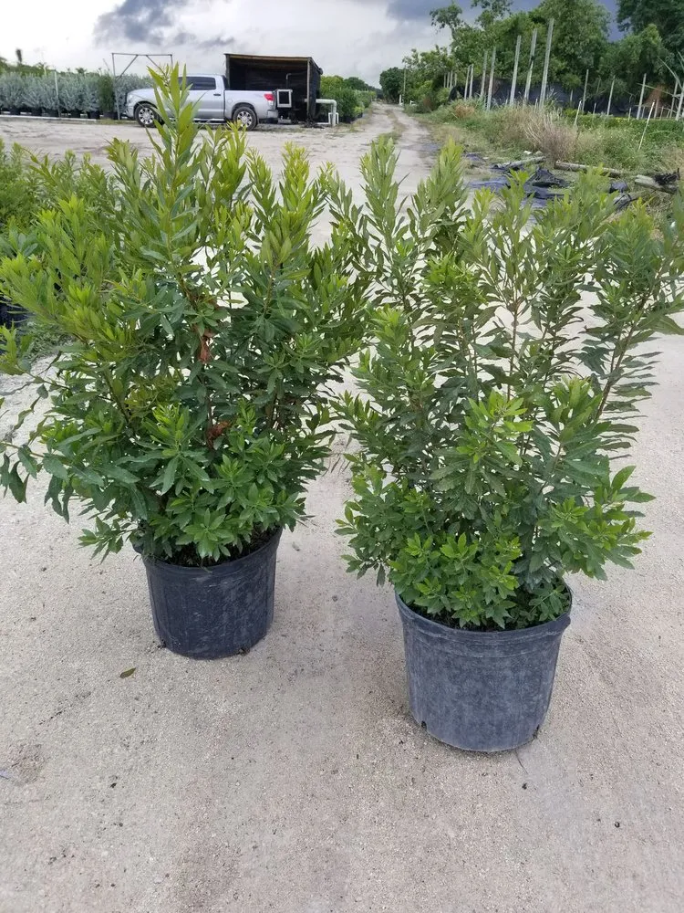 Trusted lawn care service for year-round maintenance in Homestead, FL by Jf Nursery & Landscaping