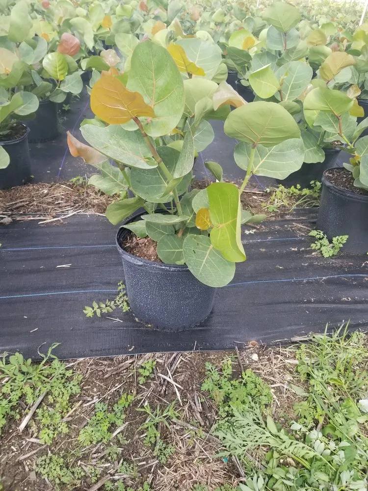 Affordable landscaping services experts serving Homestead, FL - Jf Nursery & Landscaping