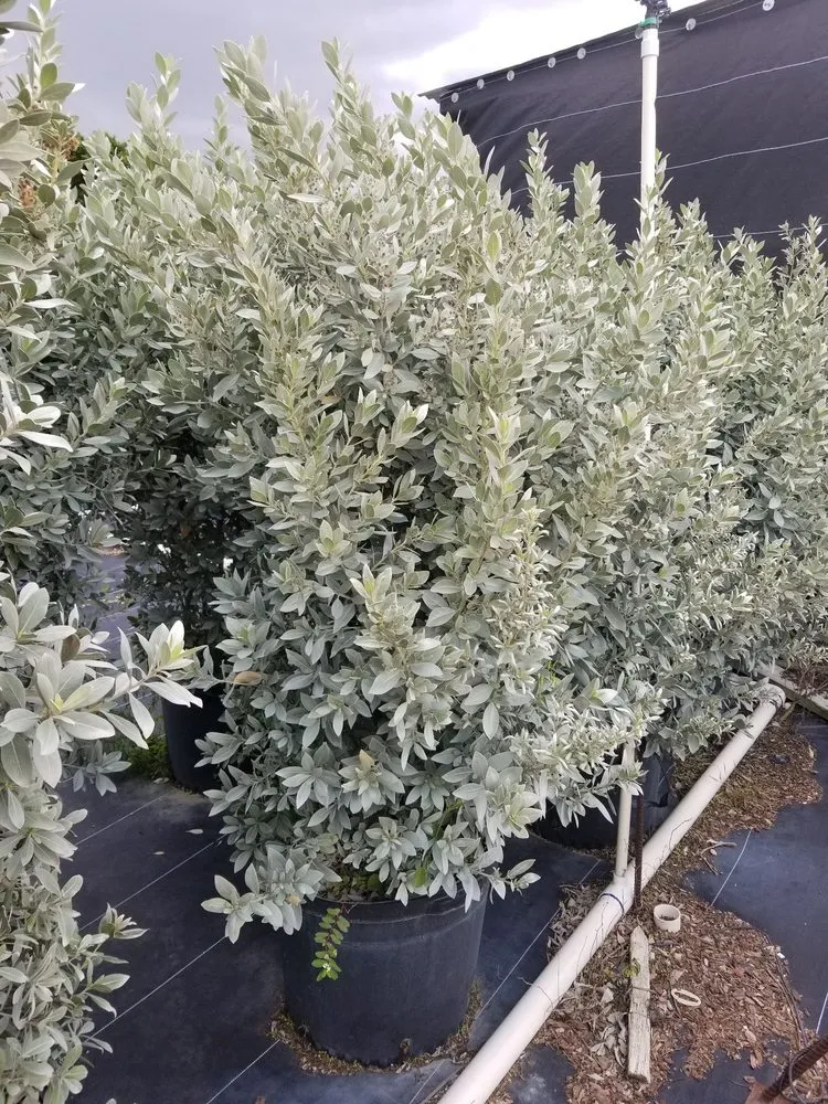 Affordable outdoor landscaping with custom design in Homestead, FL by Jf Nursery & Landscaping