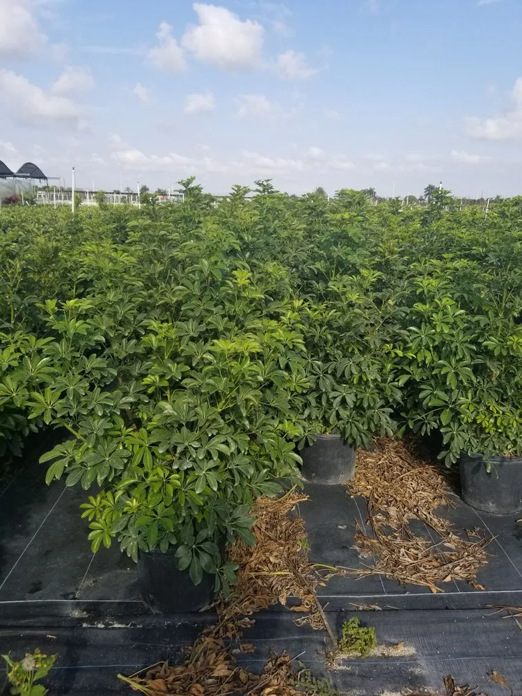 Top-rated lawn mowing service for outdoor upgrades in Homestead, FL by Jf Nursery & Landscaping