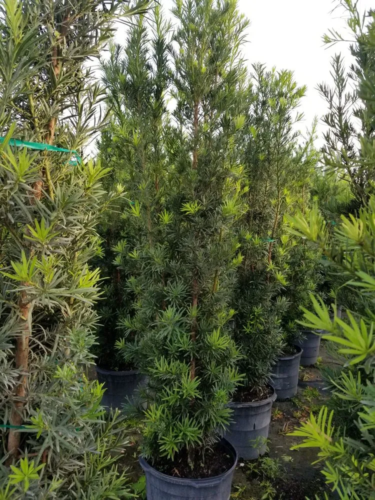 Local lawn mowing service experts serving Homestead, FL - Jf Nursery & Landscaping