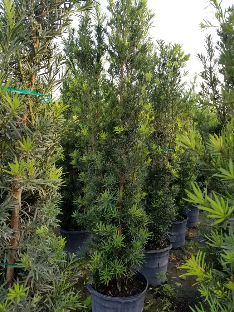 Top-rated landscaping services in Homestead, FL by Jf Nursery & Landscaping