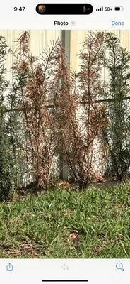 Jf Nursery & Landscaping Logo