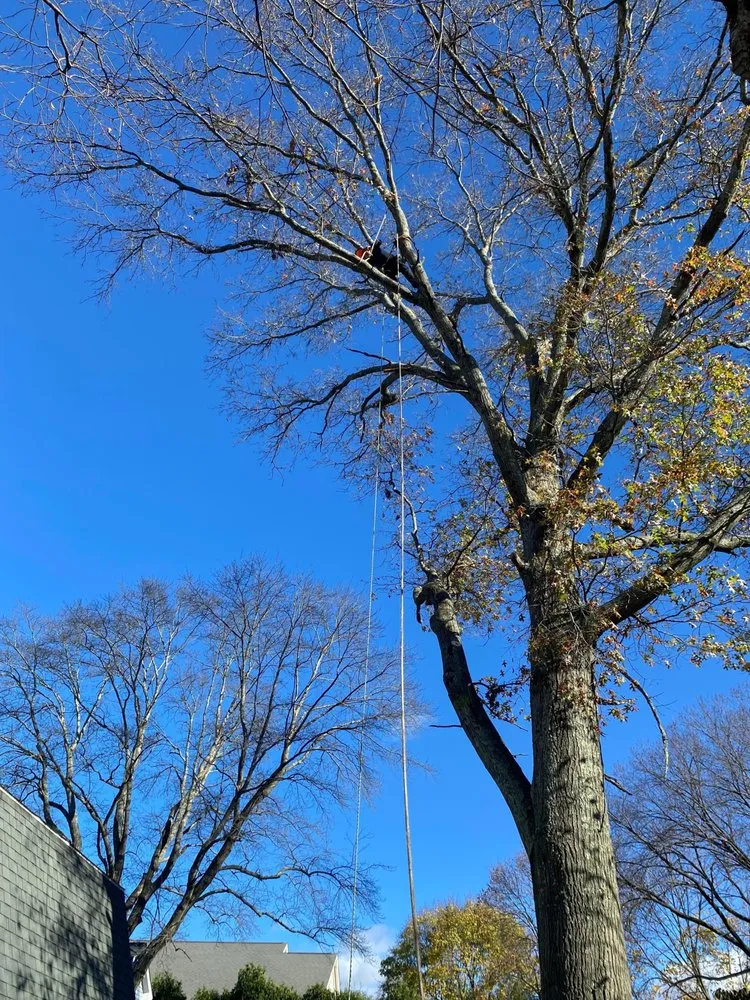 Affordable landscaping services experts serving Lynn, MA - J&F Tree Services & Landscaping