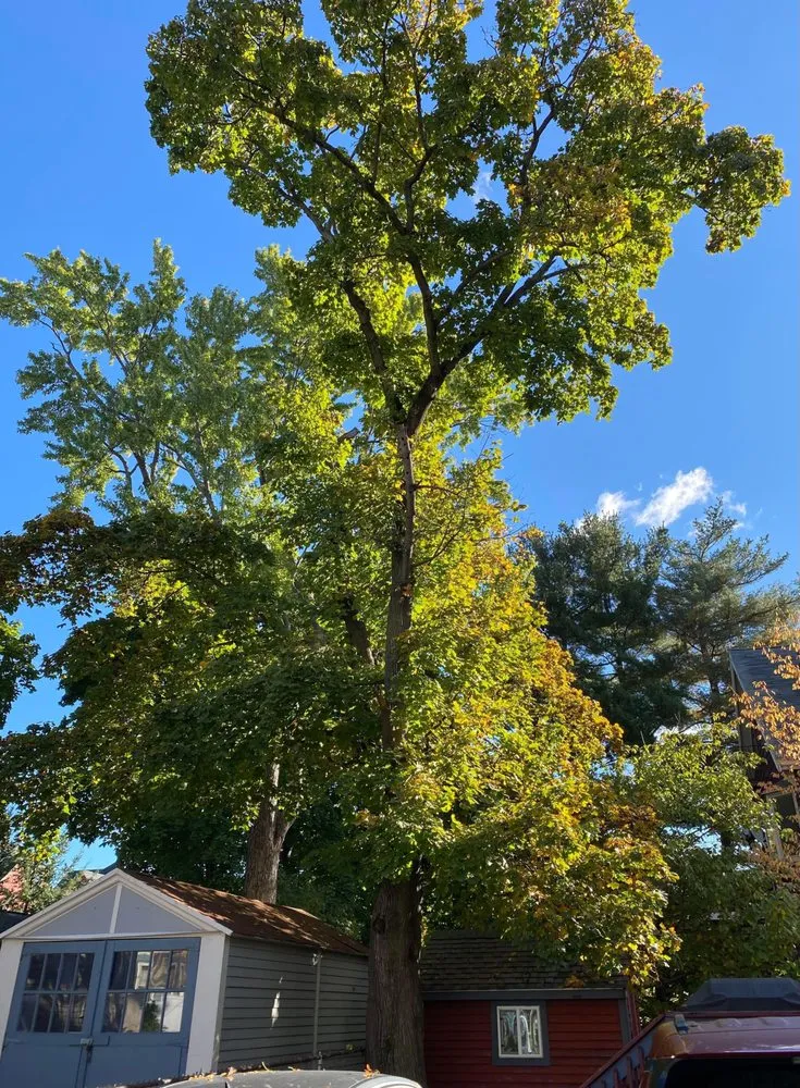 Affordable yard cleanup service experts serving Lynn, MA - J&F Tree Services & Landscaping