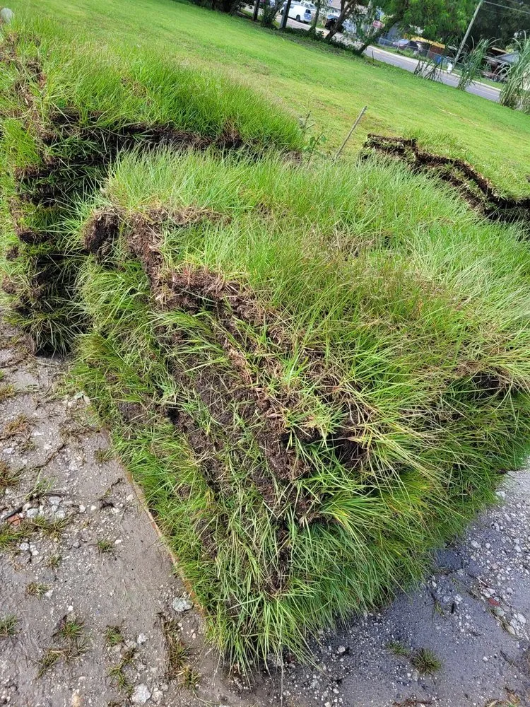 Expert residential landscaping in Tampa, FL by JFC Landscaping & Sod