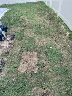 Local yard cleanup service in Tampa, FL by JFC Landscaping & Sod