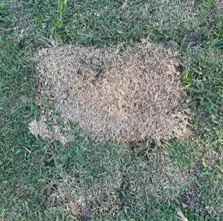 Expert landscaping services in Tampa, FL - JFC Landscaping & Sod