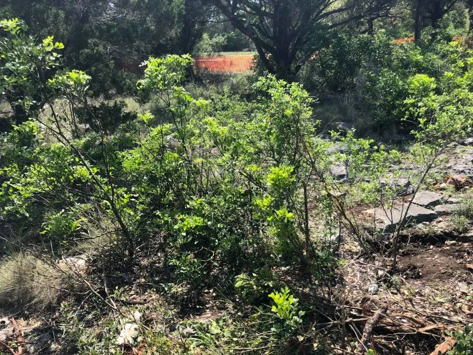 Expert landscape design for beautiful yards across San Antonio, TX - JFD Transport