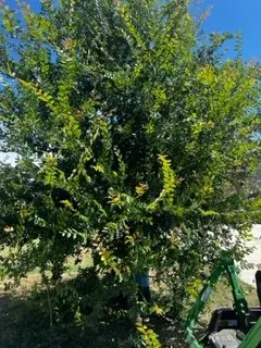 Reliable landscape design in Kyle, TX - JFP Landscaping Services