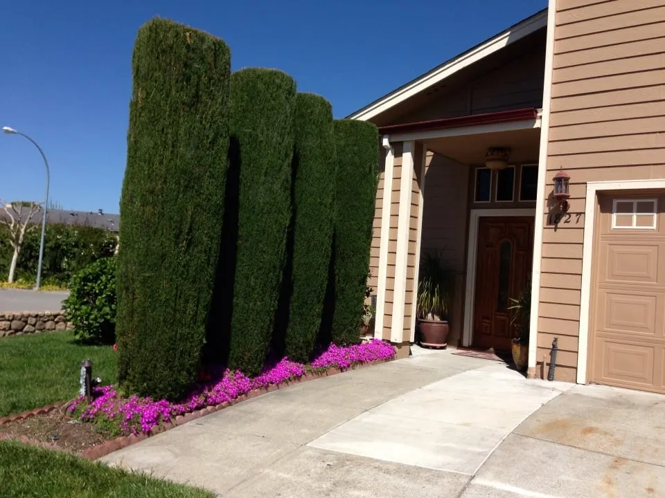 Local landscaping services experts serving Petaluma, CA - JG Becerra Landscape Management