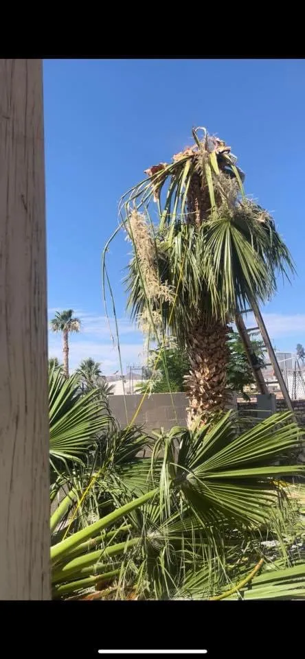 Affordable residential landscaping in Yuma, AZ by JG Landscaping Service