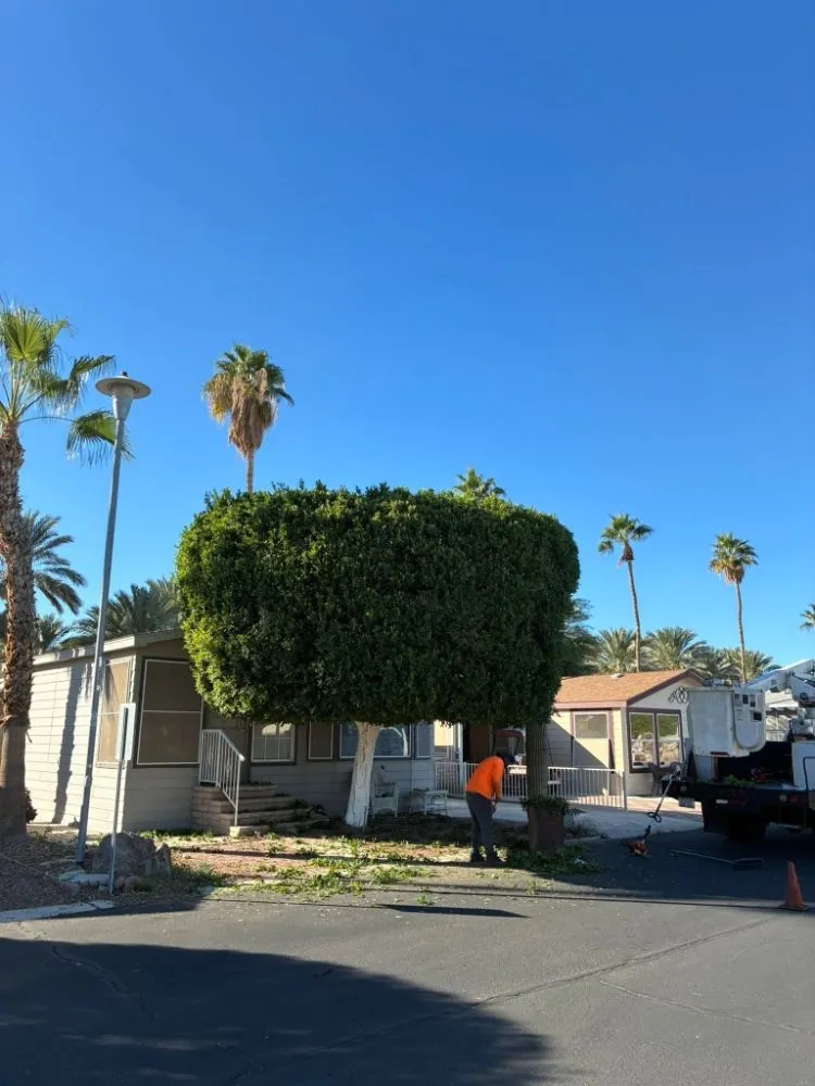 Affordable yard cleanup service in Yuma, AZ - JG Landscaping Service