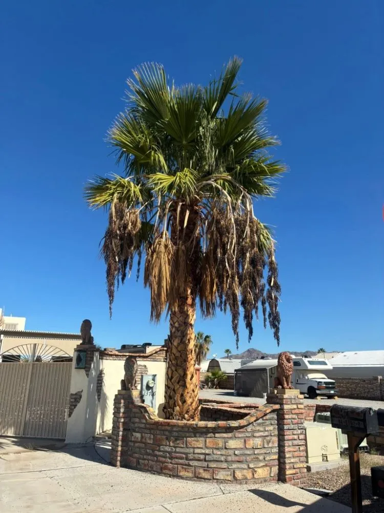 Affordable landscaping services for homes across Yuma, AZ - JG Landscaping Service