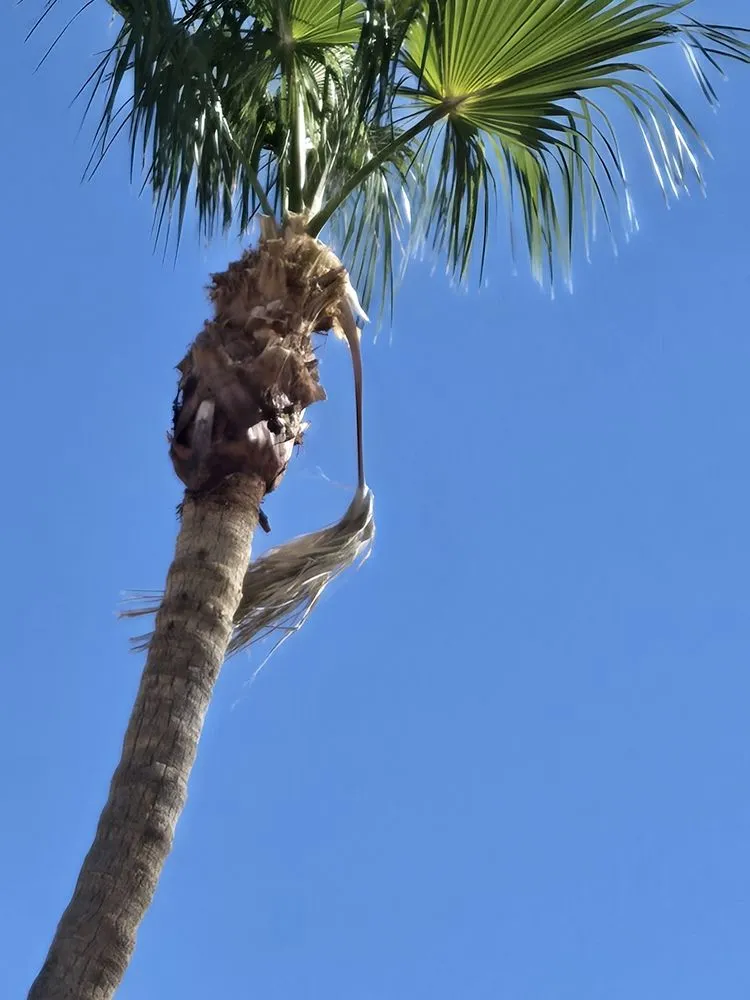 Custom landscape installation in Yuma, AZ - JG Landscaping Services