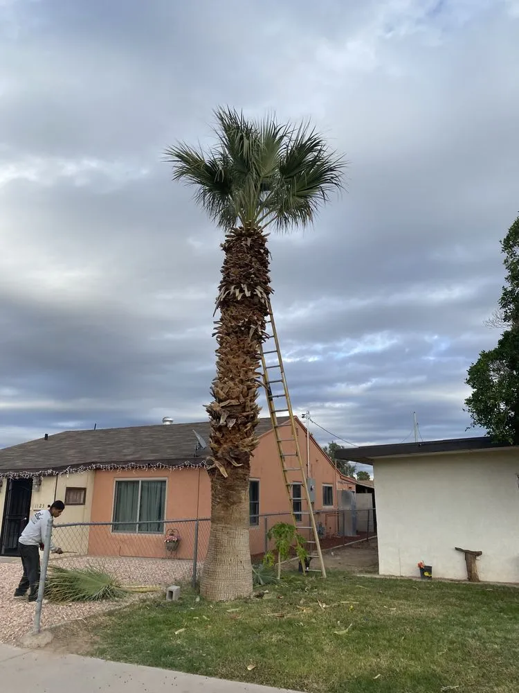 Local yard maintenance in Yuma, AZ by JG Landscaping Services