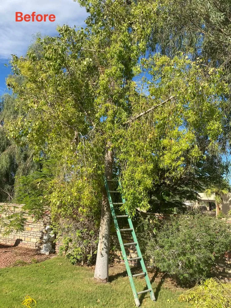 Top-rated yard cleanup service in Yuma, AZ - JG Landscaping Services