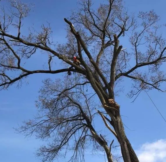 Local outdoor landscaping for homes in Tully, NY by JG Lawn & Snow