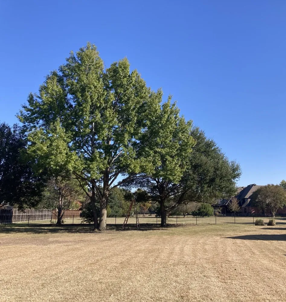 Expert outdoor landscaping for outdoor upgrades across Garland, TX - Jg Lawn and Landscaping Tree Service