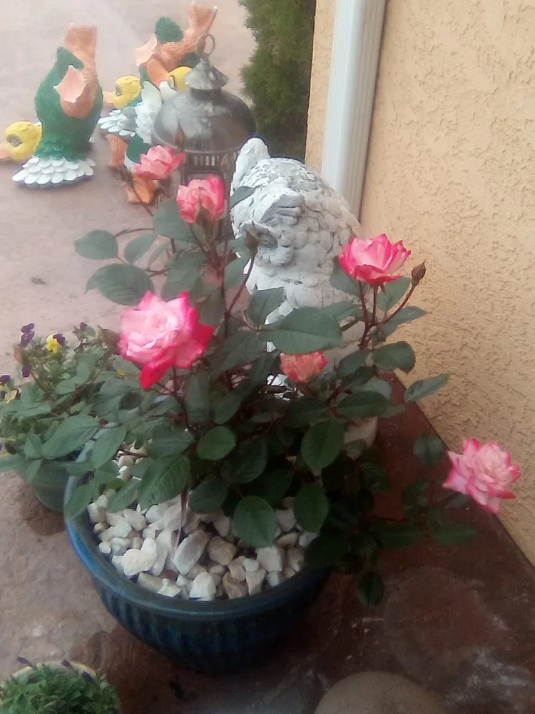 Custom lawn care service in Jacksonville, OR - JG services