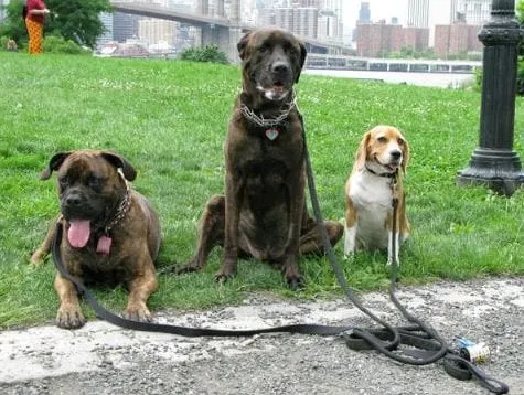 Custom yard cleanup service experts serving Annapolis, MD - JG Stone Pavers Landscaping